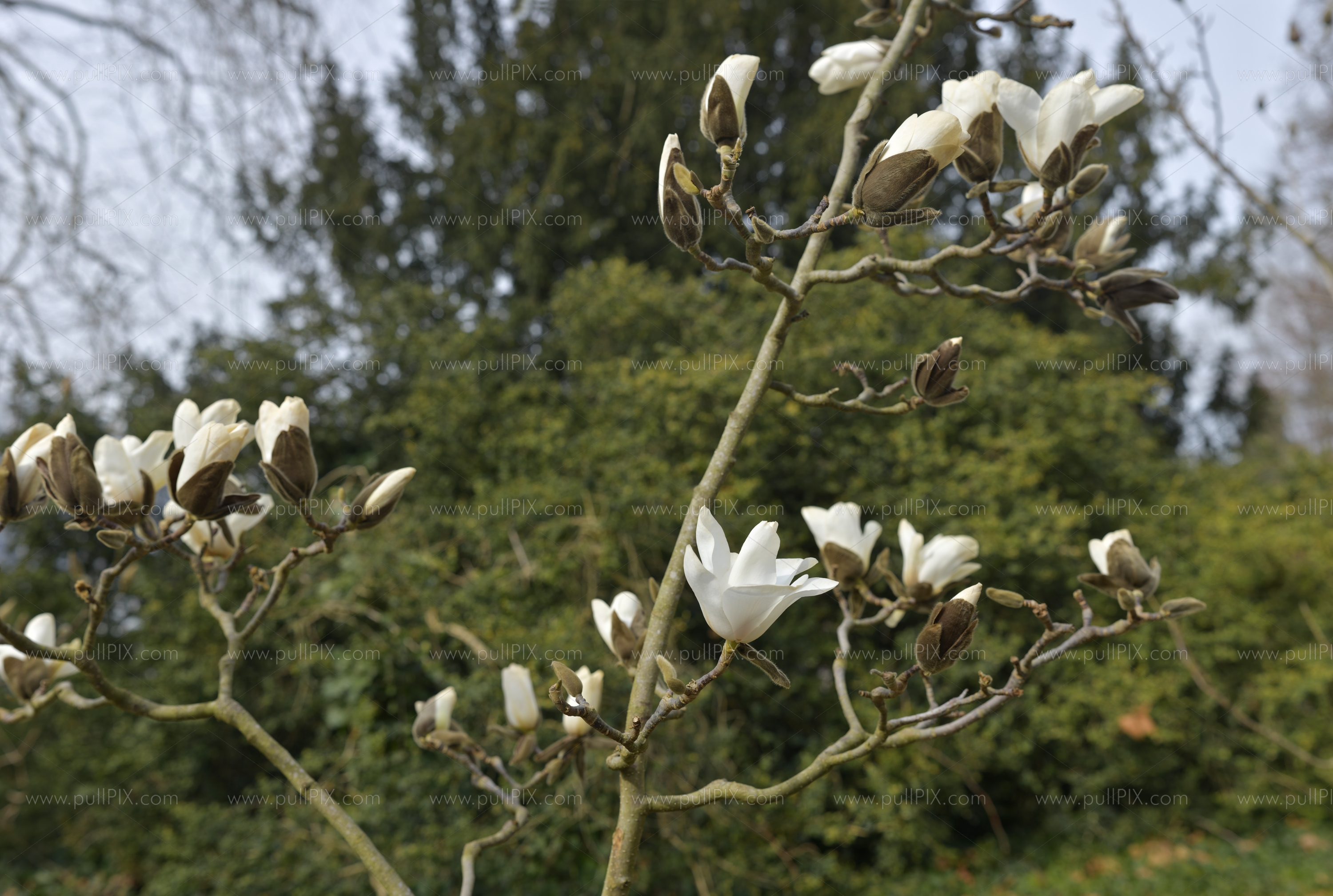Preview weisse magnolien.jpg